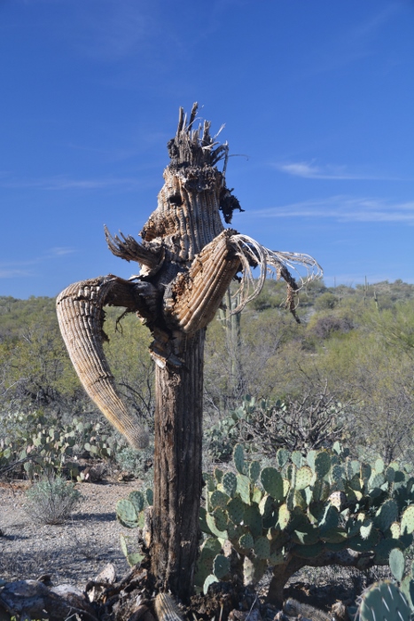  Saguaro skeleton